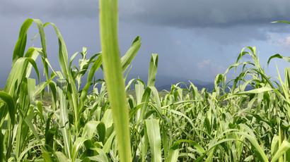 Brazilian farmers demand Monsanto refund their money for GMO crops that don't work