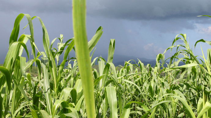 Brazil looks to ban Monsanto’s Roundup, other toxicity risks