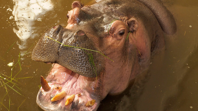 Funding shortage leaves Ukraine's zoo animals facing starvation