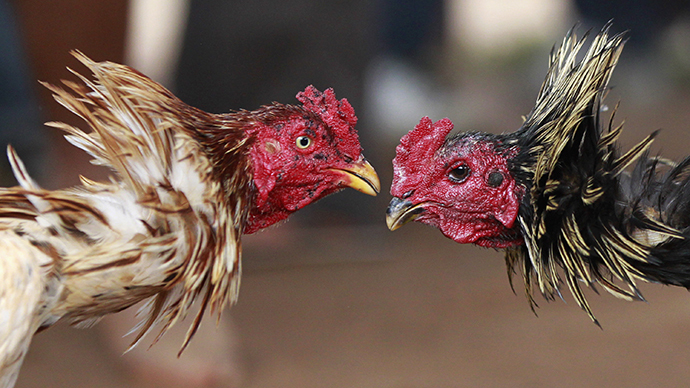 Washington state euthanizes 300 cockfighting birds