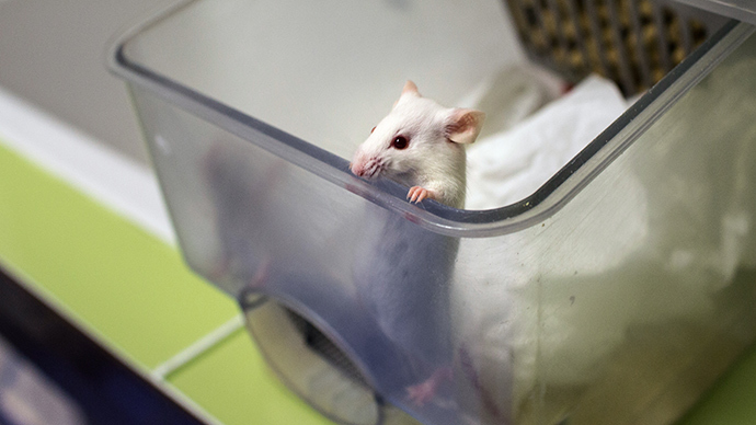 Miracle component in young blood rejuvenates brain, muscles in older mice