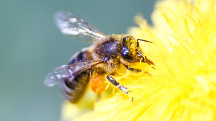 Insecticides cause honeybee colony collapse, study shows