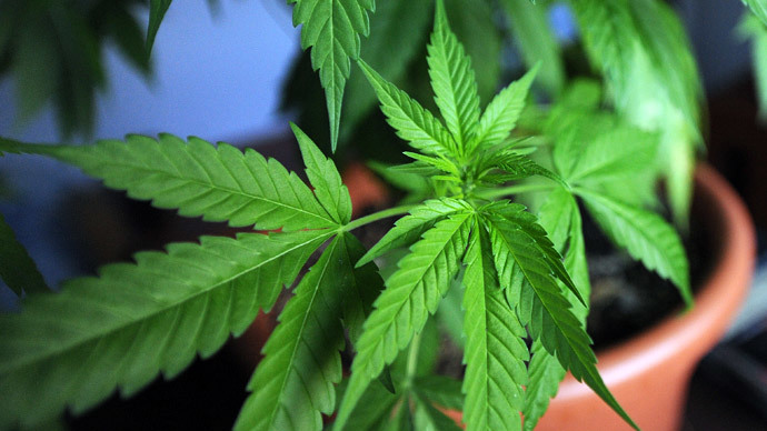 Washington pot grower sues state over taxing federal crime
