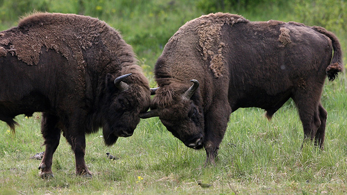 Feds want to repopulate US with genetically pure bison