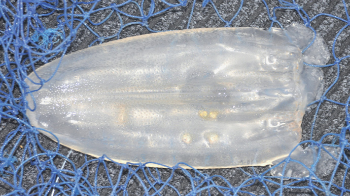 Giant venomous jellyfish found off Australia coast