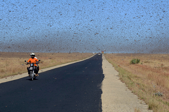 A swarm of the Red Locusts 20 kilometres north of the town of Sakaraha, south west Madagascar (AFP Photo / Bilal Tarabey)