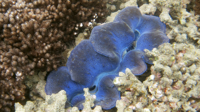 Australia to reverse plan to dump mud on Gt Barrier Reef