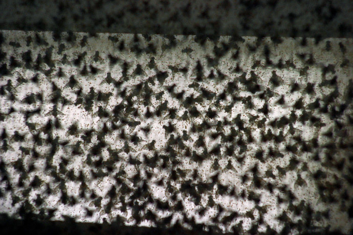 Fruit flies (Reuters)