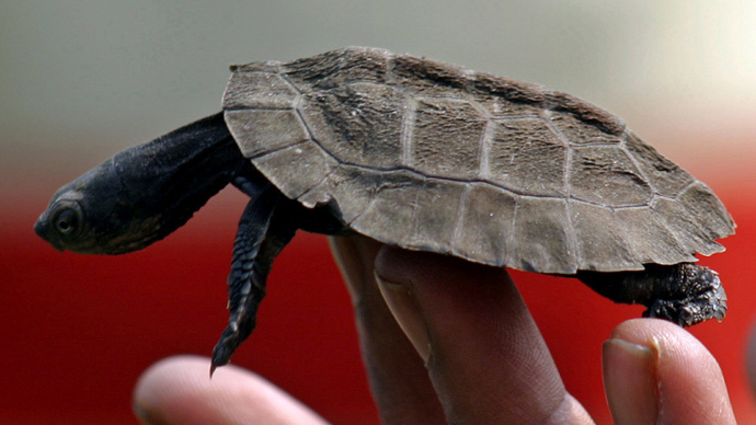 Snatching turtles: Man tries to smuggle over 1,000 reptiles in luggage