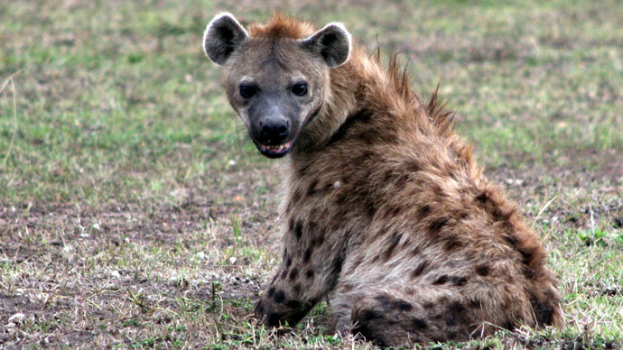 Boy or girl? Japan zoo tries to mate two male hyenas, determines sex by tests