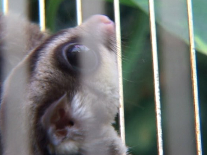 One of the possum cubs gazing curiously upwards as it explores its new environment.