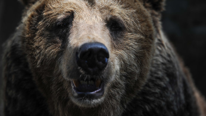 Hardware VS Predator: Man repelled Siberian bear attack with computer