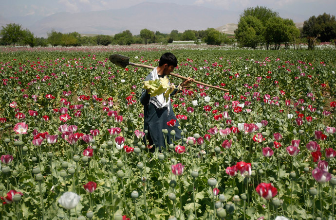 An Afghan man works on a poppy field in Jalalabad province (Reuters / Parwiz)