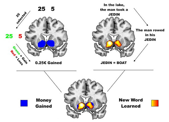 Learning new words stimulates the same part of the brain as gambling (Image from the study âThe role of reward in word learning and its implications for language acquisitionâ)