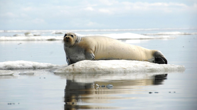 'Nail in coffin for Norwegian seal hunting': Govt cuts subsidies