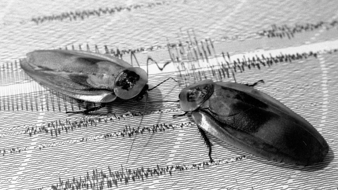 Cockroaches to the rescue: 'Cyborg' insects can help save people trapped in earthquakes