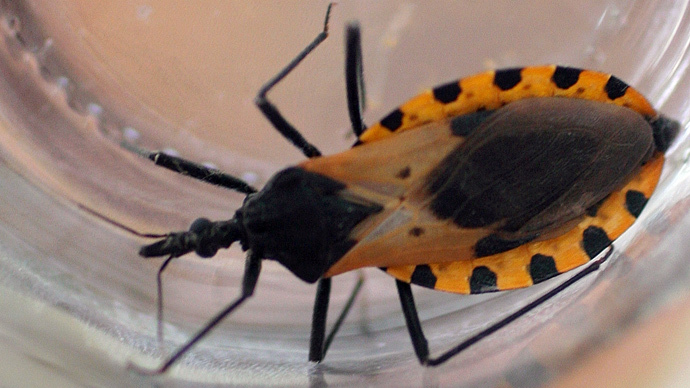 Blood-sucking ‘kissing bug’ sees 300k Americans infected with deadly ...