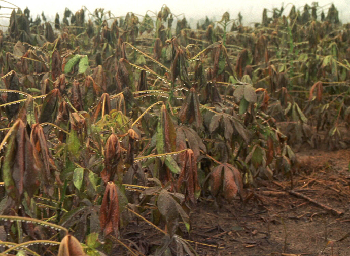 ARCHIVE PHOTO: A cassava farm is destroyed by an oil spill in Nigeria's Ogoniland May 4, 2001. (Reuters)