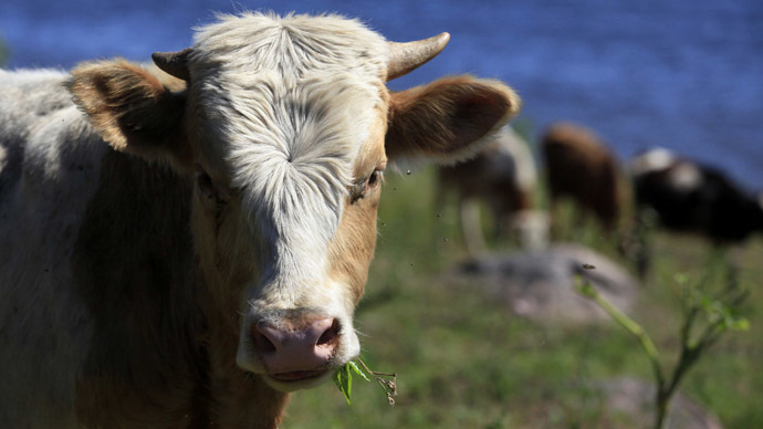 ‘Gay’ bull gets #SaveBenjy campaign for slaughterhouse reprieve