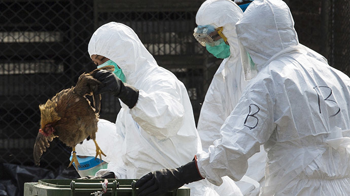 Dutch ban poultry transport over ‘highly pathogenic’ bird flu strain