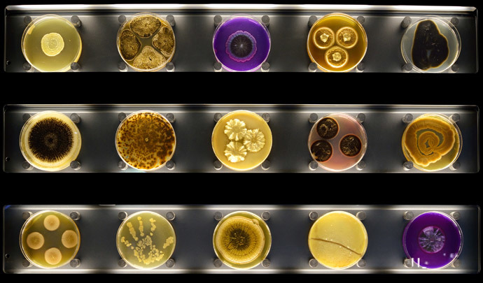 A display of Petri dishes with microbes growing in them at Micropia, the worldâs first "interactive microbe zoo" in Amsterdam (AFP Photo / Maarten Van Der Wal)