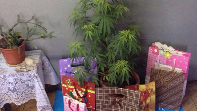 Chile police seize 6-foot-tall pot ‘Christmas tree’ in drug raid — RT World News