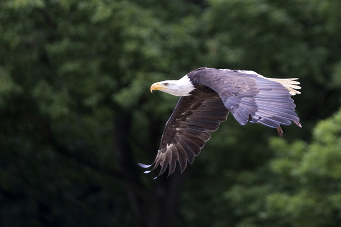 An African fish eagle (AFP Photo)