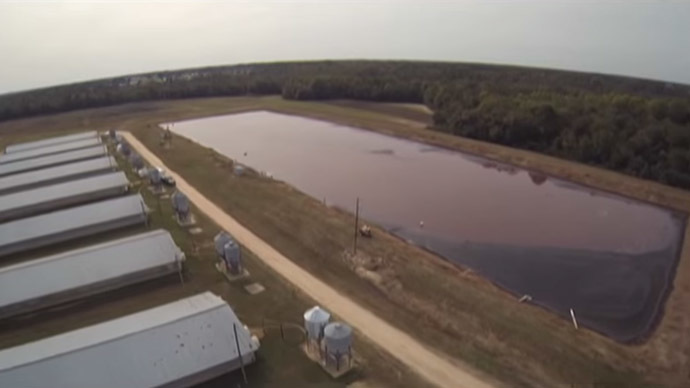 Smithfield Foods farms in N. Carolina (Still from Youtube video, SpeciesismTheMovie)