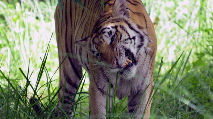 Tiger selfie bans and rape kit rules among new laws for 2015