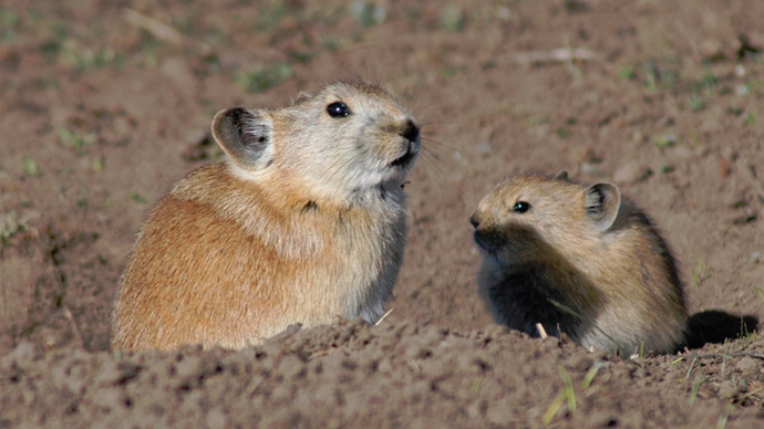 Black-lipped pika (Photo by David Blank / animaldiversity.org)