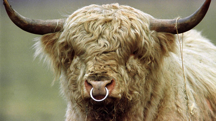 Nazi cows? Farmer forced to cull aggressive, genetically-engineered ‘Third Reich’ herd