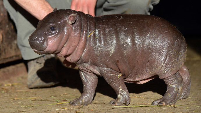 Cute baby hippo born to cancer suffering mum