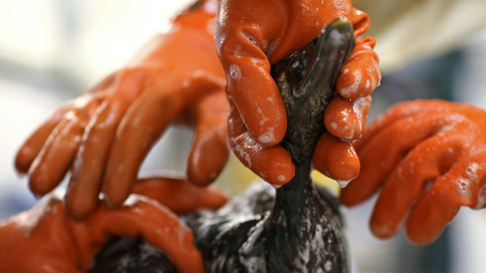 Mystery goo kills over 200 San Francisco Bay birds, officials stumped