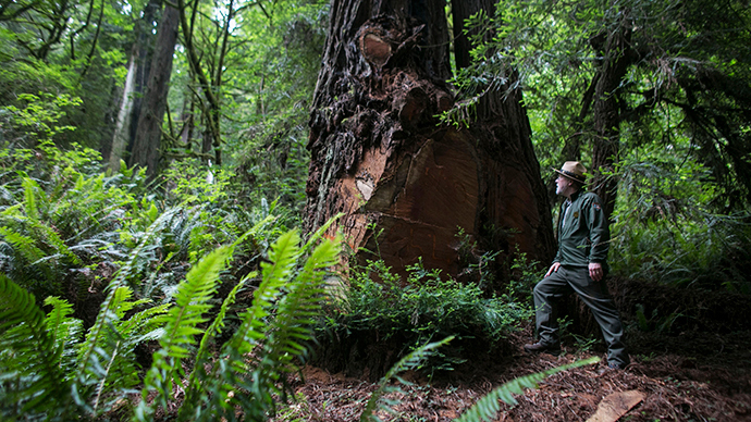 Scientists blame climate change for world’s biggest trees dying