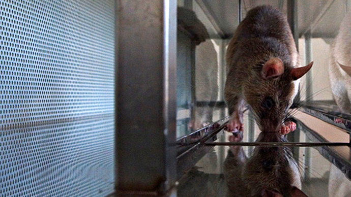 ‘Cruel and absurd’: Cambridge heart disease study starves rats of oxygen