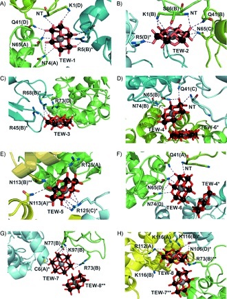 TEW binding sites (ChemBioChem/Gregory Weiss)