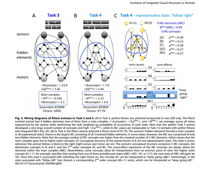 The evolution of an animat's intelligence (Image from the study "Evolution of integrated causal structures in animats exposed to environments of increasing complexity" published in PLOS)
