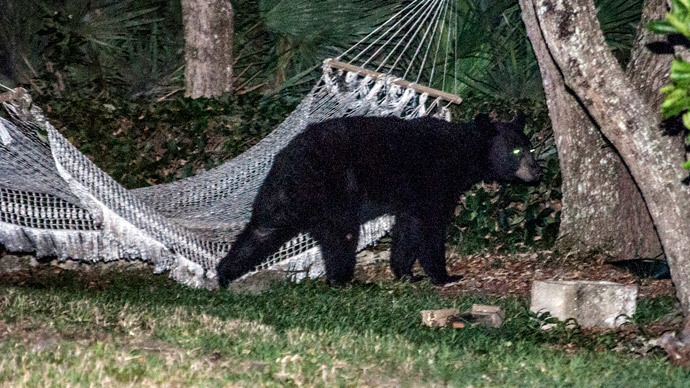 Florida considers hunting ban drop as bear maulings increase