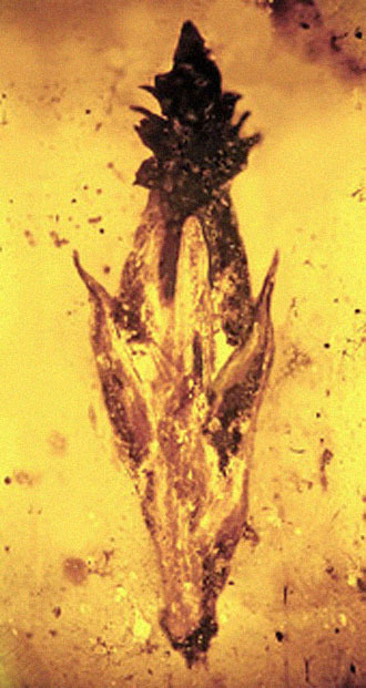Image from flickr.com/Oregon State University