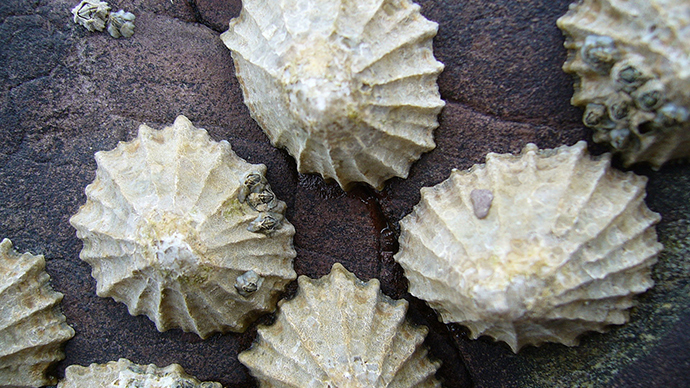 Super-strong sea creature teeth tough enough to make ships – study