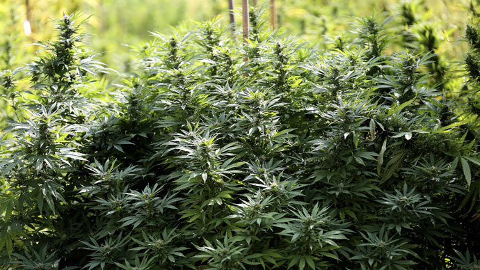 Alaska legalizes recreational marijuana, DC to follow suit