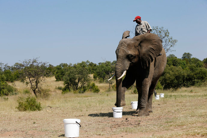 A ranger rides an elephant during a demonstration of the art of "bio-detection", to see if it can be used to sniff out explosives, at the Adventures with Elephants game ranch, in Mabula, northwest of Johannesburg, February 20, 2015. (Reuters / Siphiwe Sibeko)