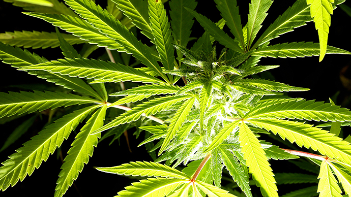 ‘I want my weed back!’ DC cops return man's seized pot