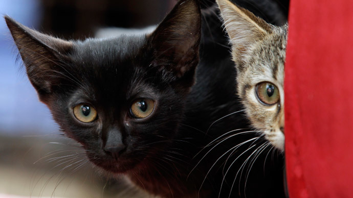 Pet detective! Father pays private sleuth £10k to investigate daughter’s slain kitten