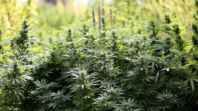 £5K spent prosecuting man over cannabis worth less than £2