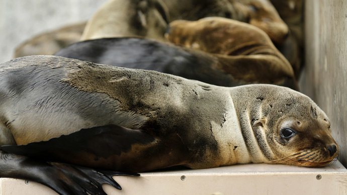 Starving & sick: Sea lion pups wash ashore in record numbers, global