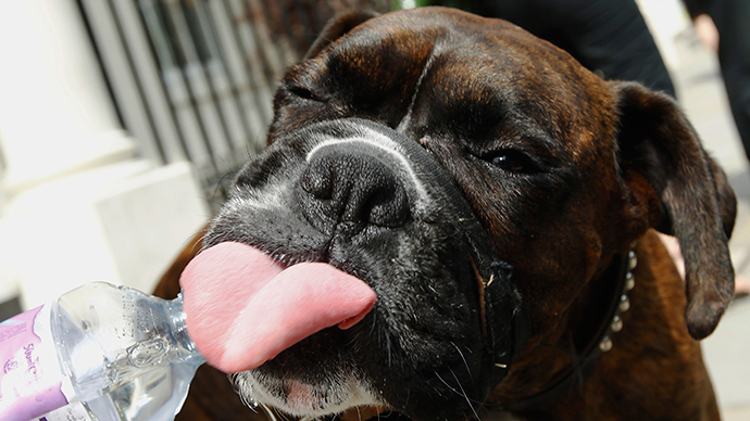 Dog ‘eats drug stash,’ completely loses it