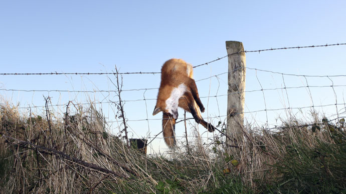 US govt agency slaughtered 2.7 million animals last year, incl. household pets
