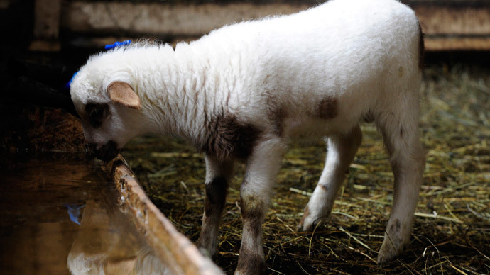 5-legged lamb born in Wales (VIDEO)