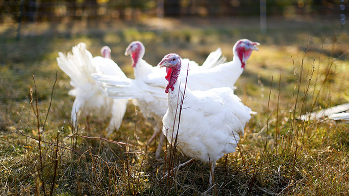 Not playing chicken: Minnesota declares bird flu state of emergency
